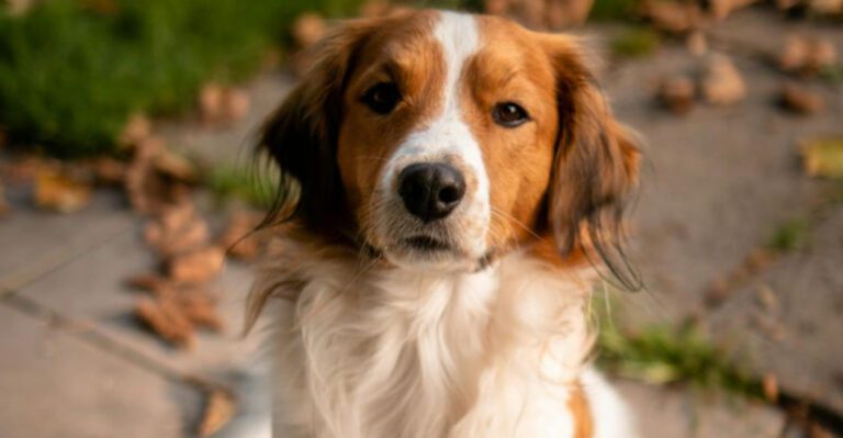 12 dog breeds nobody talks about enough despite being incredible companions dog news