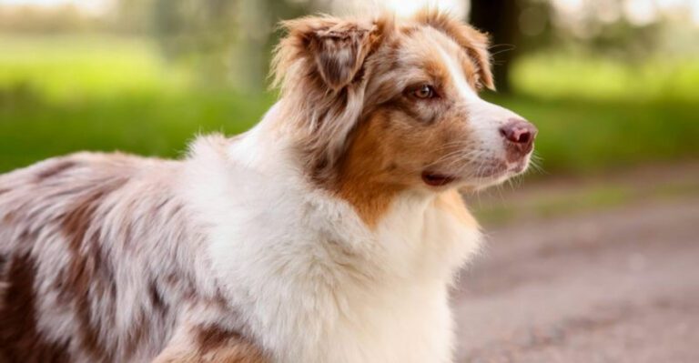 12 dog breeds that should never be treated like backyard pets dog news