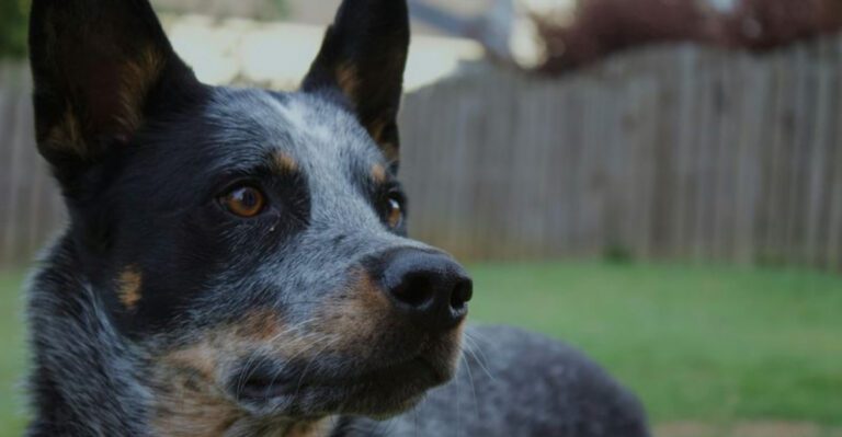 12 dog breeds that tend to be healthier than average plus 5 breeds that seem to live at the vet dog news