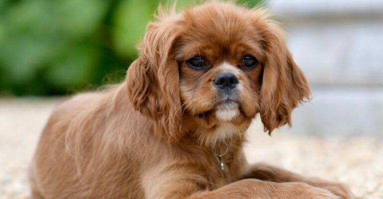 12 dog breeds vets constantly see struggling with painful ear infections dog news