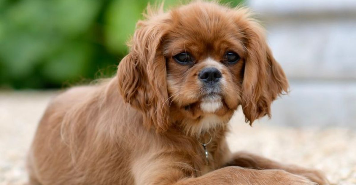 12 dog breeds vets constantly see struggling with painful ear infections