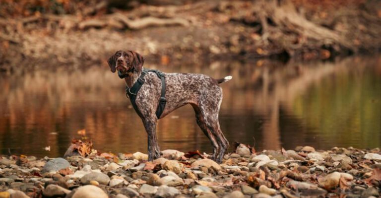 12 dog breeds with incredible noses and no theyre not hounds dog news