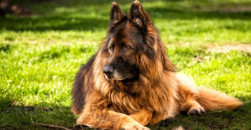 12 dogs that act before danger even reaches you