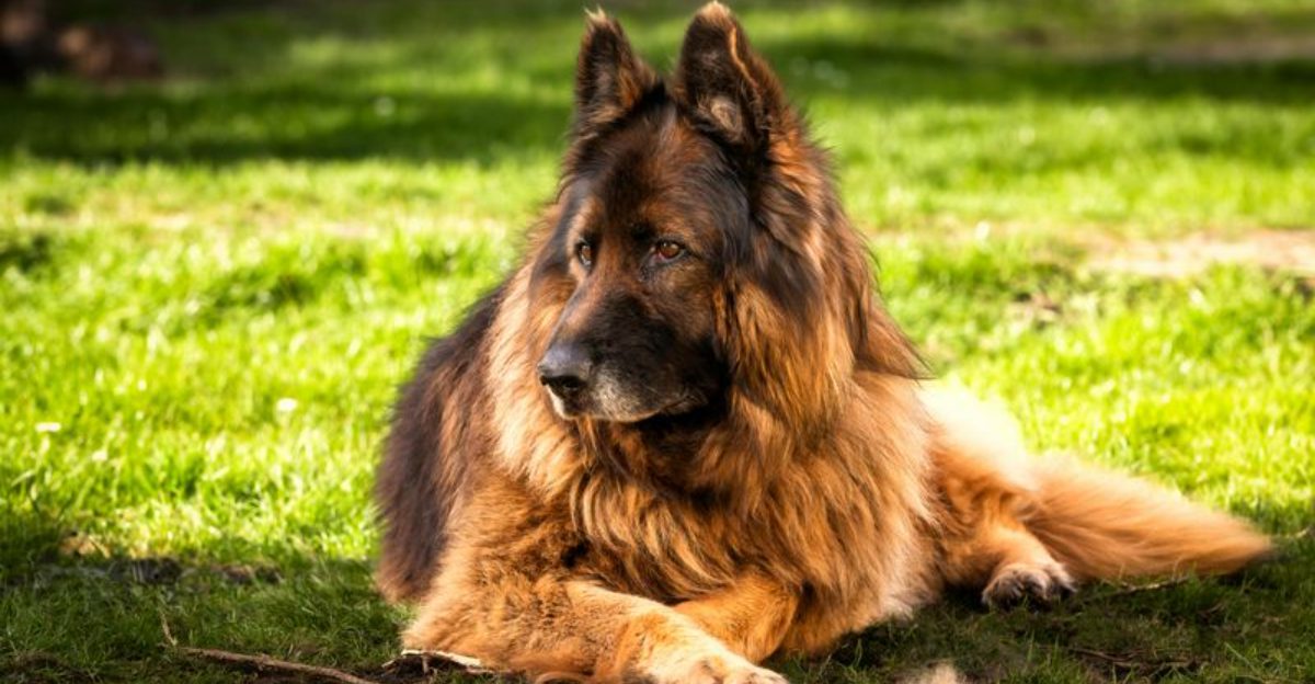 12 dogs that act before danger even reaches you