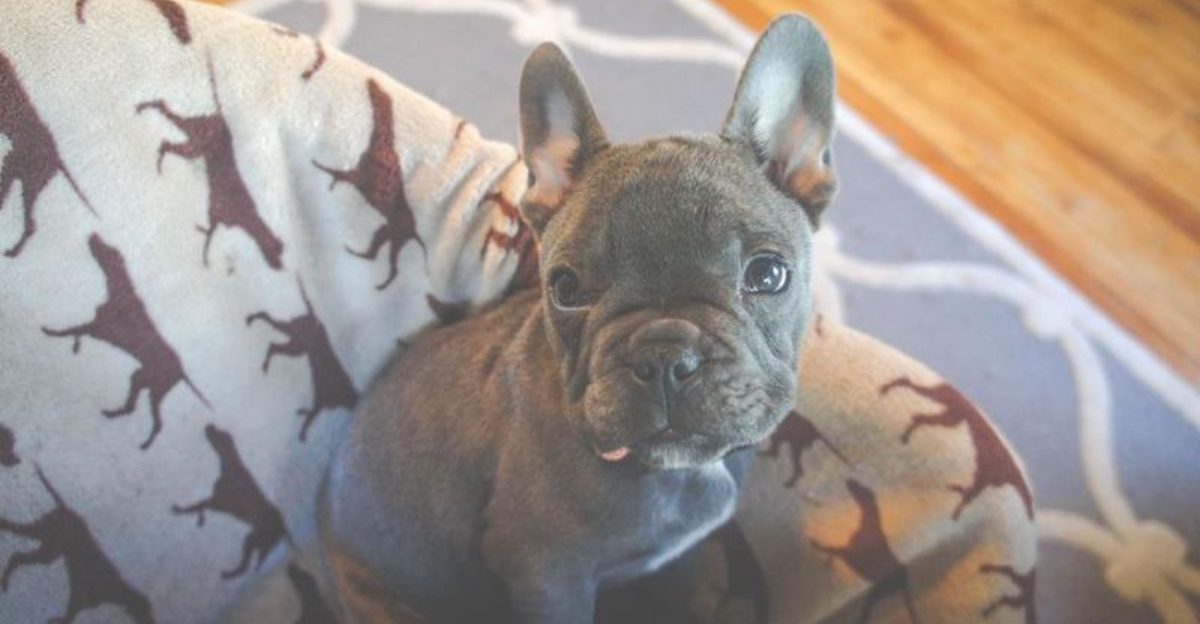 12 dogs that are clearly meant for indoor life