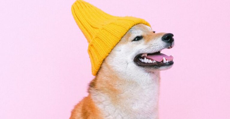 12 dogs that deserve an award for their dramatic behavior dog news