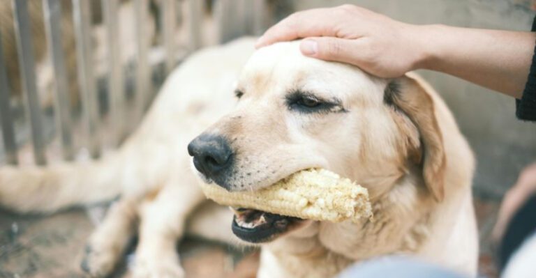 12 dogs that love food so much owners have to stay alert dog news