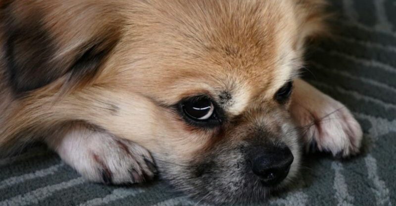 12 dogs that spend most of their time resting