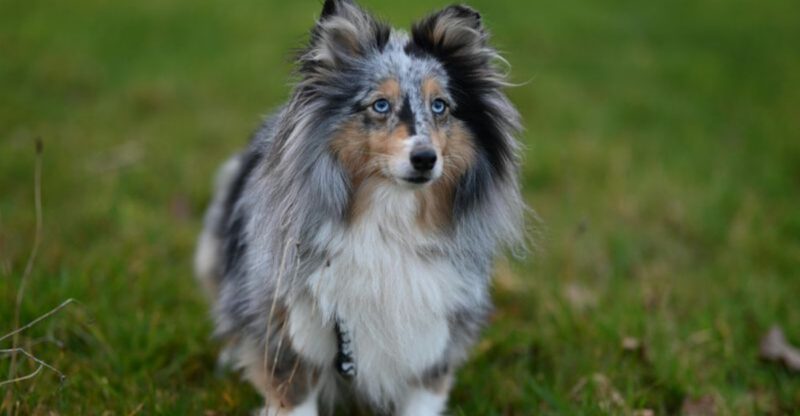 12 dogs that stand by you no matter what life brings