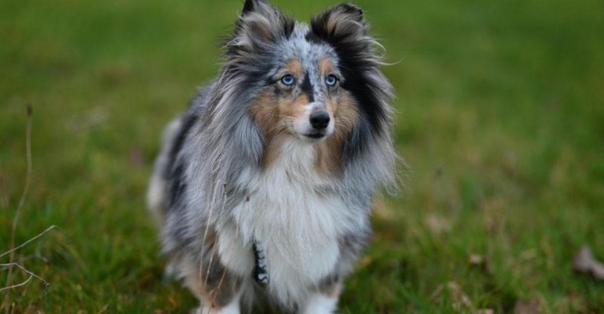 12 dogs that stand by you no matter what life brings