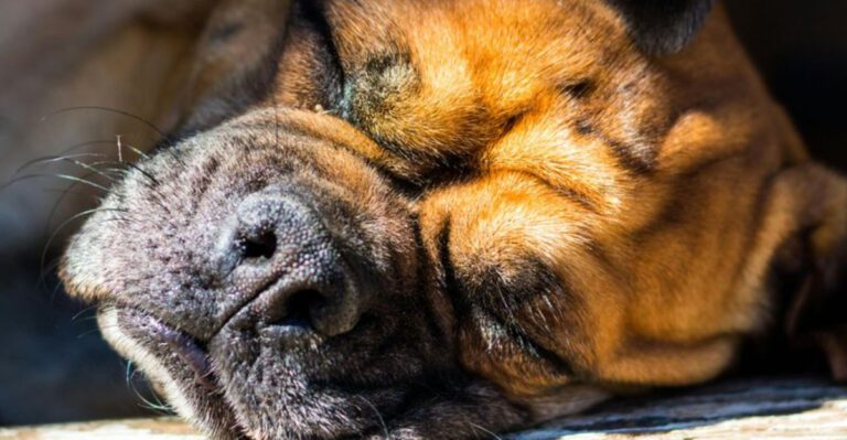 12 dogs with painfully short lifespans owners say are never easy to accept dog news