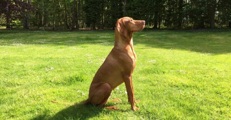 12 emotionally intuitive dogs that help people through difficult moments