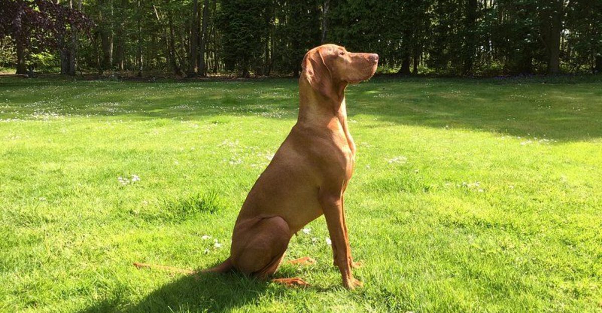 12 emotionally intuitive dogs that help people through difficult moments