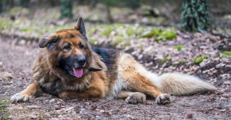 12 emotionally loyal dog breeds that connect deeply in subtle ways