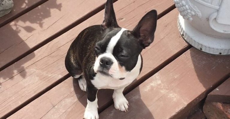 12 family friendly dog breeds people keep choosing year after year dog news