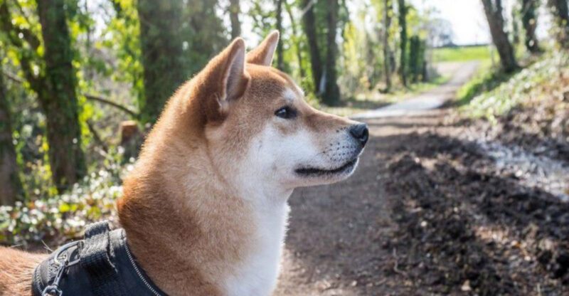12 famous dog breeds owners say require more caution than expected