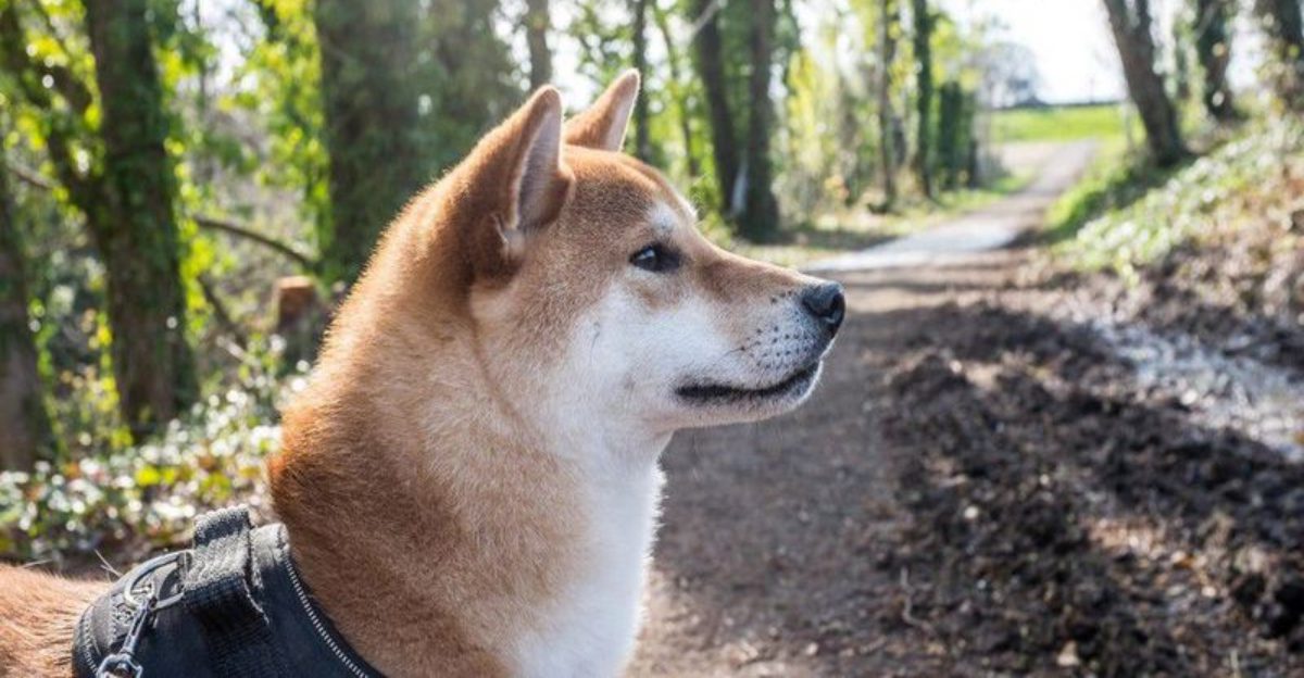 12 famous dog breeds owners say require more caution than