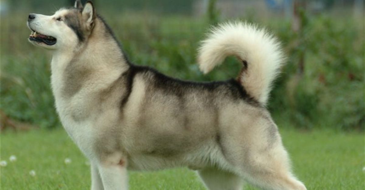 12 fearless dog breeds built for dangerous bear hunts
