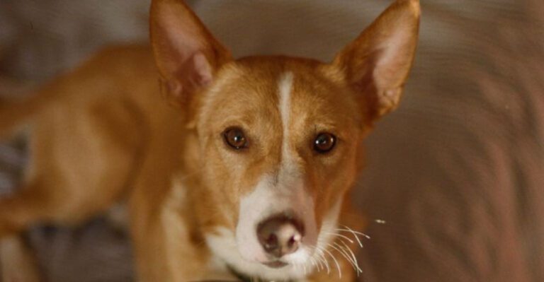 12 fiercely independent dog breeds that dont care about pleasing everyone dog news