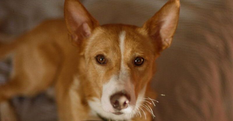 12 fiercely independent dog breeds that dont care about pleasing everyone