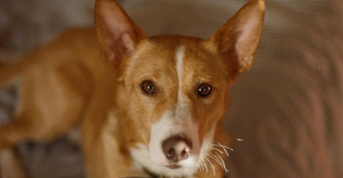 12 fiercely independent dog breeds that dont care about pleasing everyone