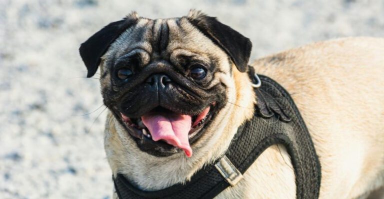 12 fun loving dog breeds experts say instantly lift the mood around them dog news