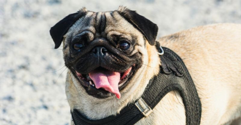 12 fun loving dog breeds experts say instantly lift the mood around them