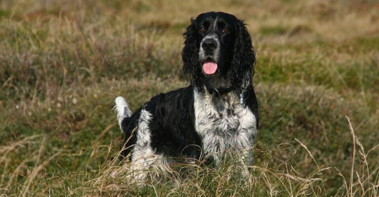 12 genius level dog breeds that rival Border Collies more than most people realize dog news