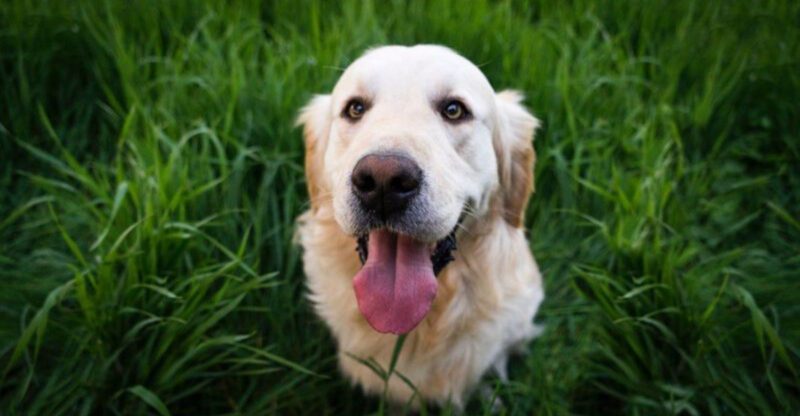 12 gentle dogs that bring emotional warmth into every home they enter 1
