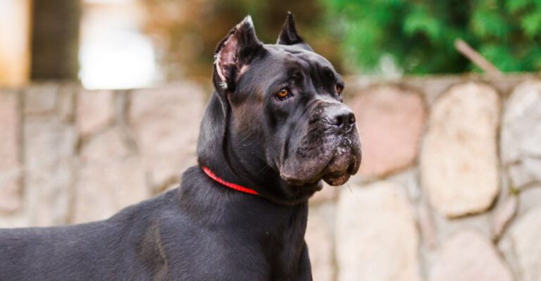 12 guarded dog breeds that trust slowly plus 3 social butterflies that never seem cautious dog news