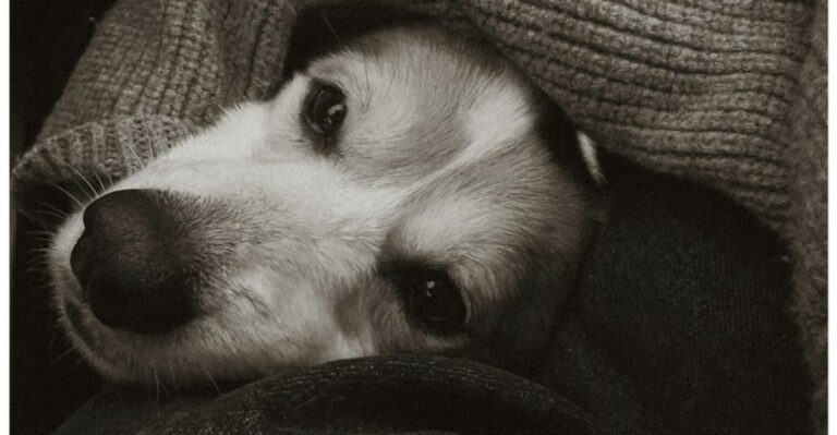 12 heartbreaking but beautiful ways to comfort your dog before goodbye dog news