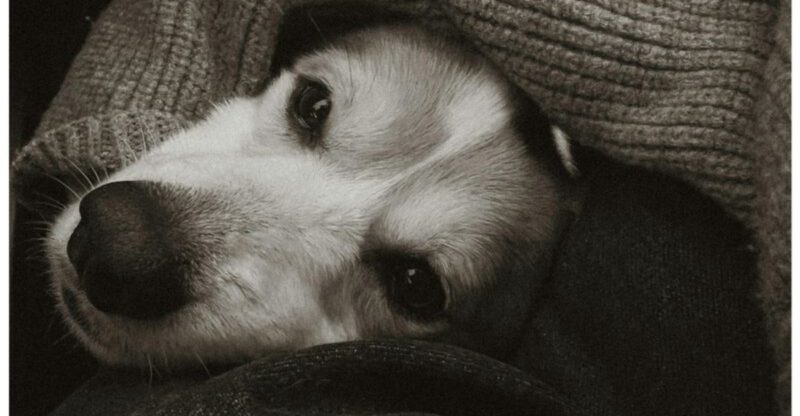 12 heartbreaking but beautiful ways to comfort your dog before goodbye