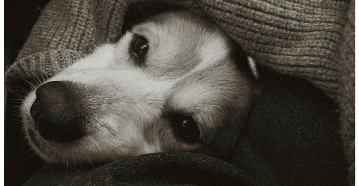12 heartbreaking but beautiful ways to comfort your dog before goodbye