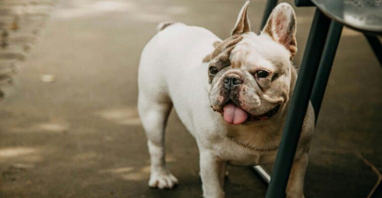 12 high maintenance dog breeds older owners are often warned to reconsider dog news