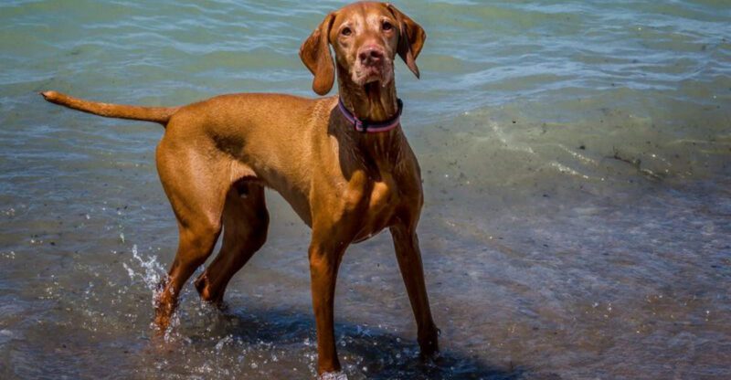 12 highly intelligent dog breeds with surprisingly soft personalities