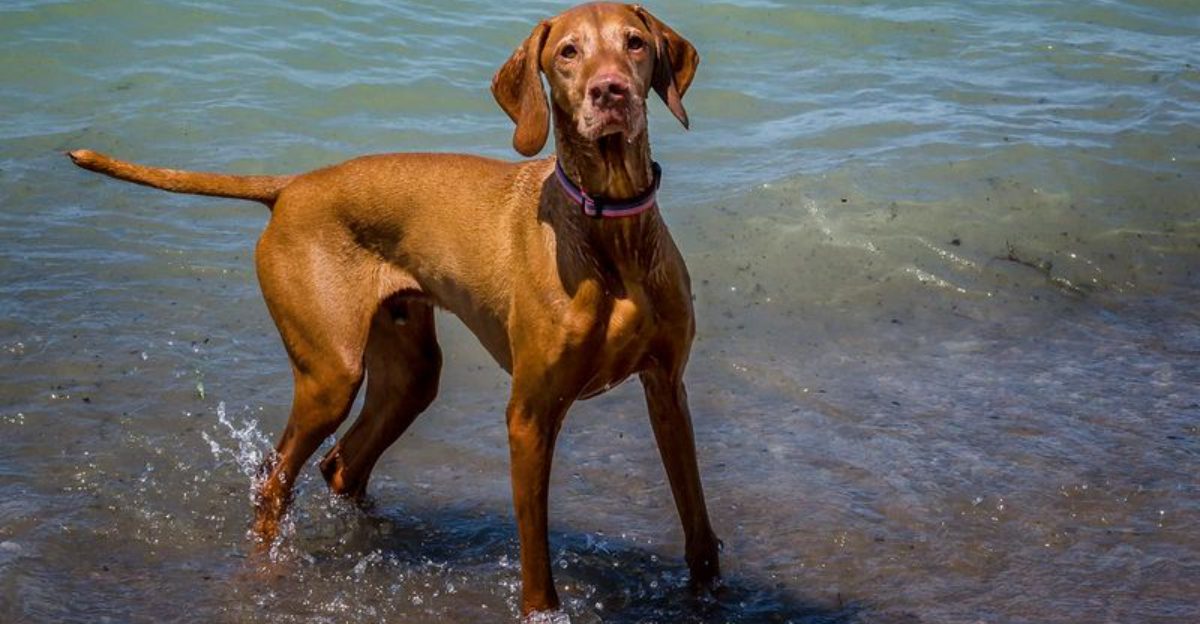 12 highly intelligent dog breeds with surprisingly soft personalities