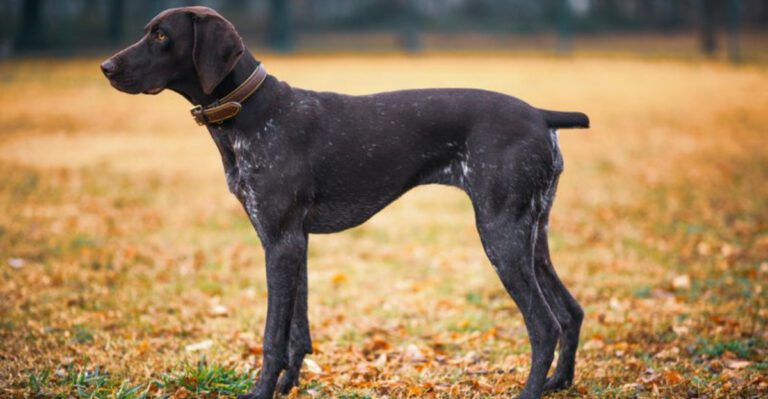 12 hunting dog breeds that may outperform labs dog news