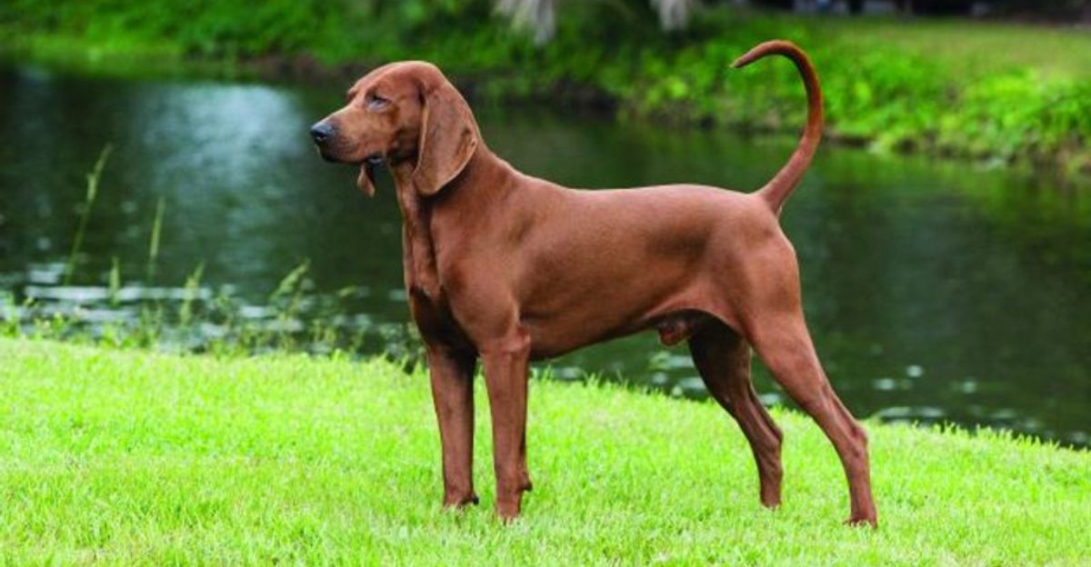 12 incredibly scent driven dogs and the simple games that wear them out fast