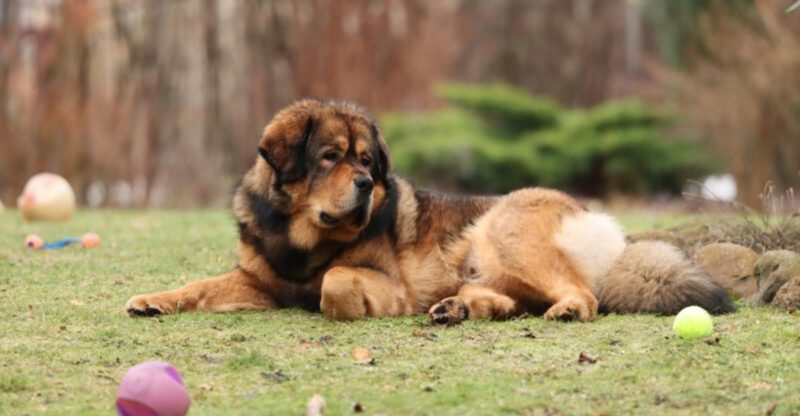 12 independent dog breeds and the secret to earning their cooperation