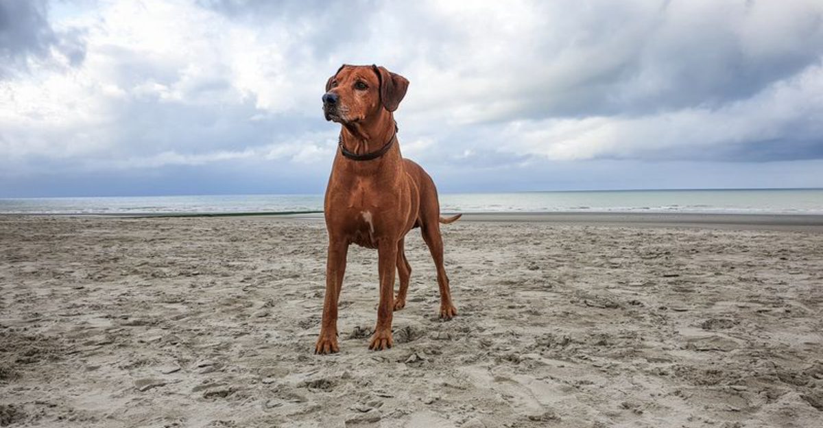 12 instinct-driven dogs that know who to trust and who to avoid