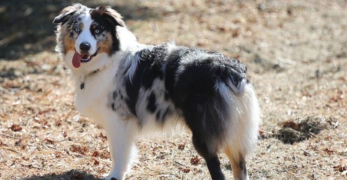 12 lovable dogs that may be more anxious than you realize
