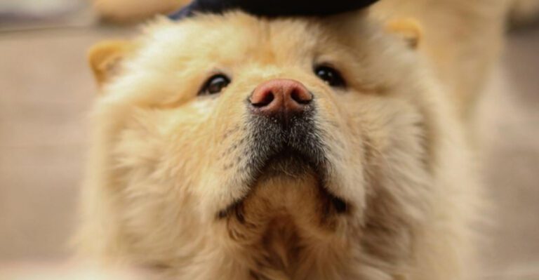 12 of the worlds most expensive dogs and why their prices keep shocking people dog news