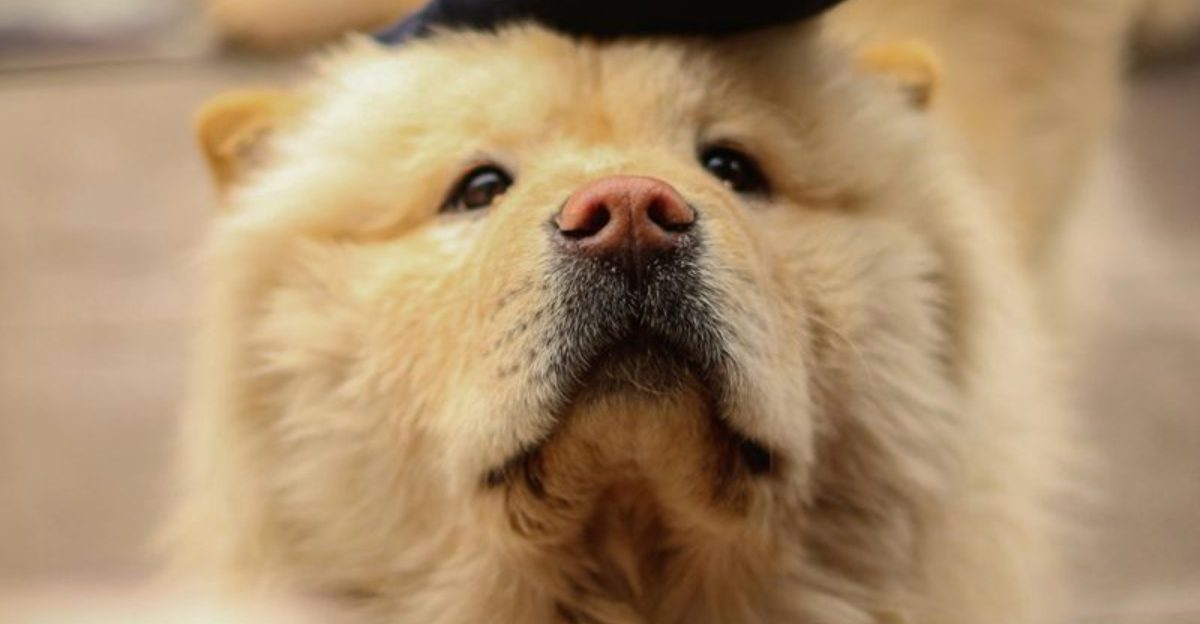 12 of the worlds most expensive dogs and why their prices keep shocking people