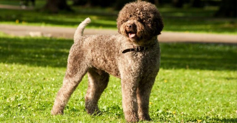 12 overlooked dogs that quietly become unforgettable companions dog news