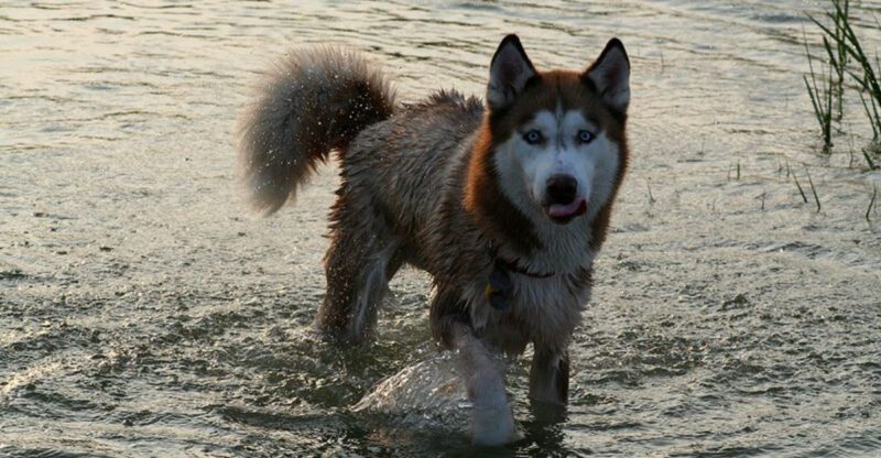 12 overly excited dog breeds that lose their minds meeting people Is yours on the list