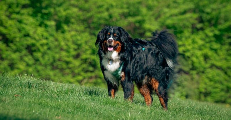 12 peaceful dogs with nighttime instincts that make owners feel safe