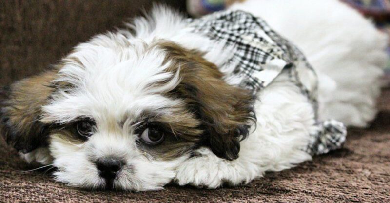 12 peaceful indoor dogs perfect for apartments and tight living spaces