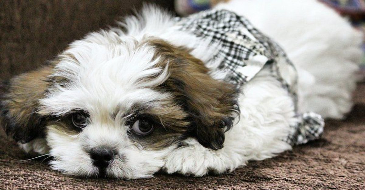 12 peaceful indoor dogs perfect for apartments and tight living spaces