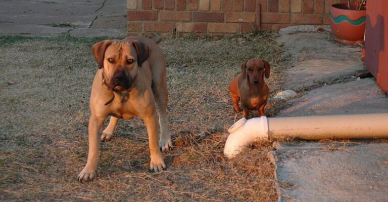 12 powerhouse dog breeds that can overwhelm unprepared owners fast dog news