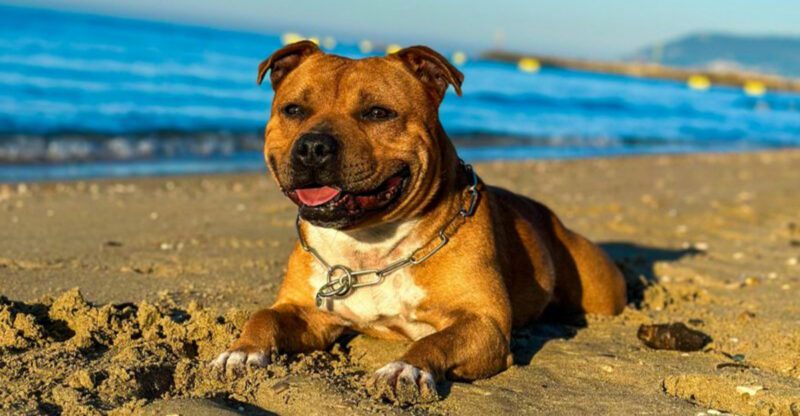 12 protective dog breeds that treat children like their own pack